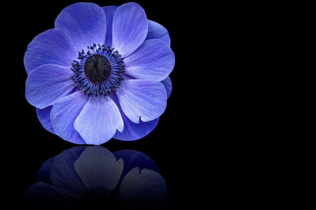 poppy anemone, flower, blue petals-7253317.jpg