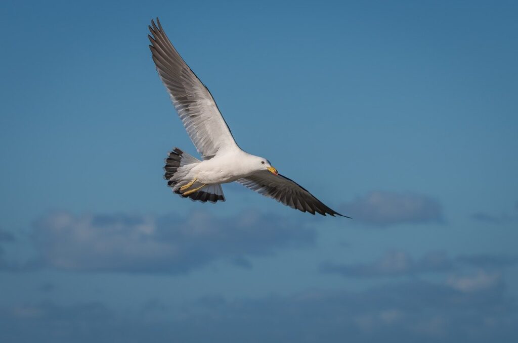 bird, ornithology, seagull-8790125.jpg